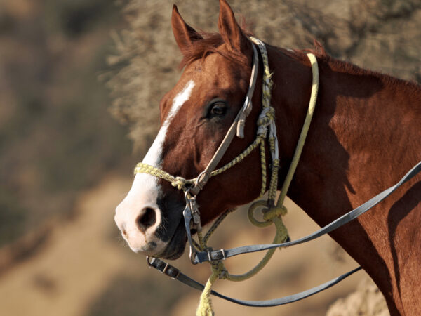 Balade à Cheval – Image 3