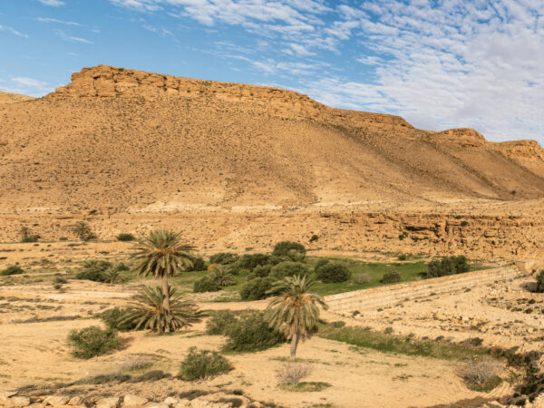 Excursion dans le Désert – Image 4