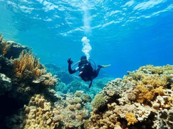 Plongée sous marine – Image 2